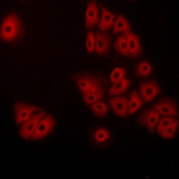 3 - Anti-GPR180 Antibody AP60802