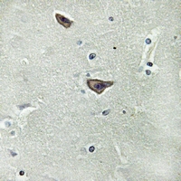 19 - Anti-GPR180 Antibody AP60802
