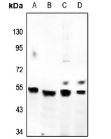 1 - Anti-GPR180 Antibody AP60802