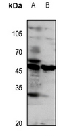 1 - Anti-GPR172A Antibody AP60803
