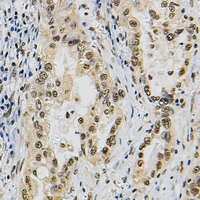 19 - Anti-JUNB Antibody AP60805
