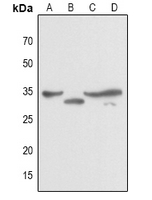 1 - Anti-JUNB Antibody AP60805