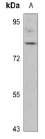 1 - Anti-Synapsin 1 (Phospho-S553) Antibody AP60807