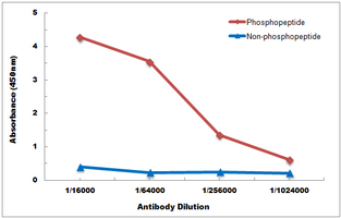 10 - Anti-FOXO1 (Phospho-S256) Antibody AP60808