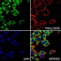 3 - Anti-CD107b Antibody AP60811