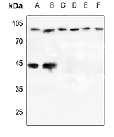 1 - Anti-CD107b Antibody AP60811