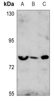 1 - Anti-FOXO1/3 Antibody AP60814