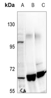 1 - Anti-TIP60 Antibody AP60815