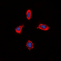 3 - Anti-Alpha-1D Adrenergic Receptor Antibody AP60817