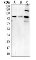 1 - Anti-Alpha-1D Adrenergic Receptor Antibody AP60817