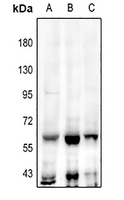 1 - Anti-TEAD2 Antibody AP60818