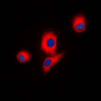 3 - Anti-ICK Antibody AP60820