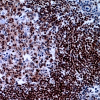 19 - Anti-XRCC3 Antibody AP60821