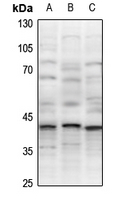 1 - Anti-XRCC3 Antibody AP60821