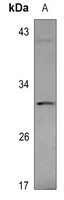1 - Anti-VGLL2 Antibody AP60823