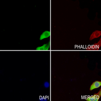 3 - Anti-ZP2 Antibody AP60826