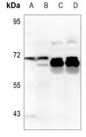 1 - Anti-ZP2 Antibody AP60826