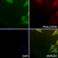 3 - Anti-VPS54 Antibody AP60827