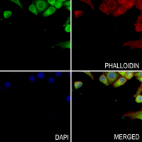 3 - Anti-RLK Antibody AP60828