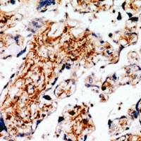 19 - Anti-RLK Antibody AP60828