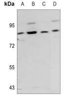 1 - Anti-RLK Antibody AP60828