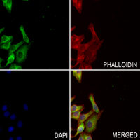 3 - Anti-CD85c Antibody AP60829