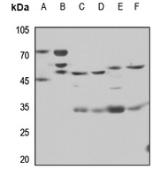 1 - Anti-CD85c Antibody AP60829