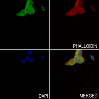 3 - Anti-LINGO2 Antibody AP60830