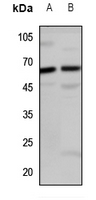 1 - Anti-LINGO2 Antibody AP60830