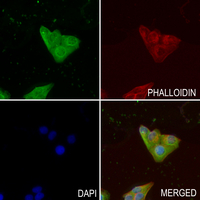 3 - Anti-HAPLN4 Antibody AP60831