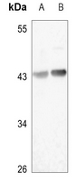 1 - Anti-HAPLN4 Antibody AP60831