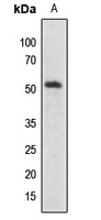 1 - Anti-SMAD2/3 (Acetyl-K19) Antibody AP60834