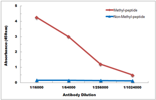 10 - Anti-Histone H3 (TriMethyl-K37) Antibody AP60835