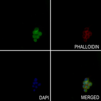 3 - Anti-Histone H3 (TriMethyl-K37) Antibody AP60835
