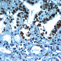 19 - Anti-Histone H3 (TriMethyl-K37) Antibody AP60835