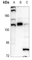 1 - Anti-GLI1 Antibody AP60837