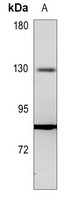 1 - Anti-ALPK1 Antibody AP60840