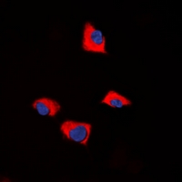 3 - Anti-FUK Antibody AP60842