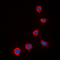 3 - Anti-COX4-2 Antibody AP60846