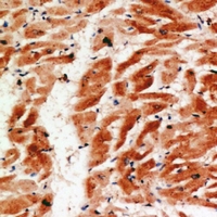 19 - Anti-COX4-2 Antibody AP60846
