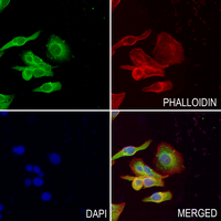 3 - Anti-LPAAT gamma Antibody AP60847