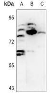1 - Anti-DCLK2 Antibody AP60851