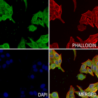 3 - Anti-Latexin Antibody AP60855