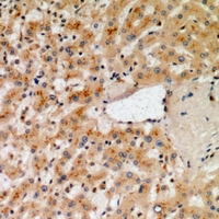 19 - Anti-NOX1 Antibody AP60859
