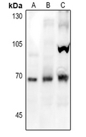 1 - Anti-NOX1 Antibody AP60859