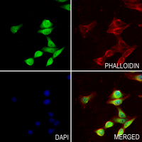 3 - Anti-RFC1 Antibody AP60861