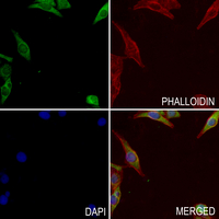 3 - Anti-GDI2 Antibody AP60863