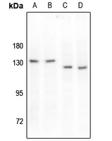 1 - Anti-MERTK/TYRO3 (Phospho-Y749/681) Antibody AP60865