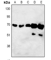 1 - Anti-ORC3 Antibody AP60866