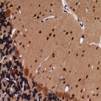 19 - Anti-CD144 (Phospho-Y731) Antibody AP60869